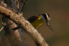 Kiskadee Regua 3.jpg