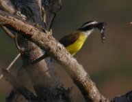 Kiskadee Regua 1.jpg