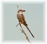 scissortailed flycatcher.jpg