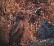 1537Eagle-Owl-chick1.jpg