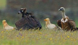 3-Vulture-sp-@-Belen-Plains.jpg