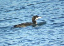 Great Northern Diver.JPG