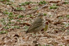 Olive-Backed Pipit.jpg