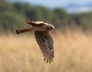 pallid-harrier.jpg