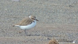 2018.02.09 Kentish Plover.JPG