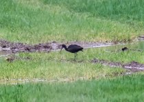 Glossy Ibis-6502.jpg