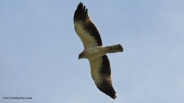 2018.02.09 Booted Eagle.JPG