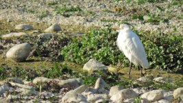 2018.02.09 Cattle Egret.JPG