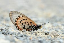 Garden Acraea rsa 1.jpg