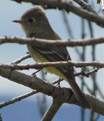 flycatcher to check.jpg