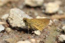 Common Hottentot Skipper rsa 3.jpg