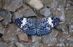 DSC00714 Red Cracker @ Iguazu.jpg