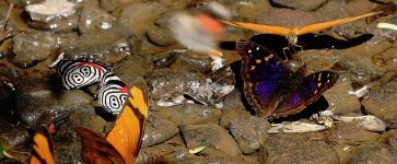 DSC00718 Butterfly salt lick @ Igauzu.jpg