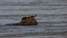 DSC00724 Turtle @ Iguazu.jpg