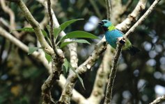 DSC00791 Green-headed Tanager @ Iguazu.jpg