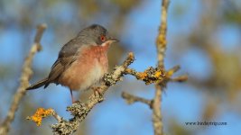 2018.04.28 W Subalpine Warbler.JPG