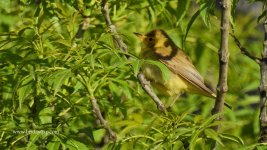 2018.04.28 Melodious Warbler.JPG