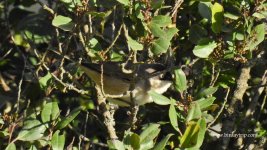 2018.04.28 W Orphean Warbler.JPG