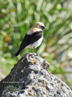 2018.04.28 M Black-eared Wheatear.jpg