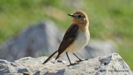 2018.04.28 F Black-eared Wheatear.JPG