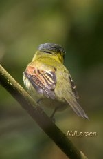 5 Flycatcher P1060073.jpg