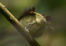 5a Flycatcher P1060074.jpg