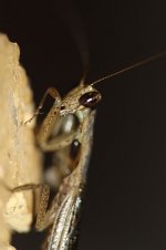 Praying Mantis rsa 2.jpg