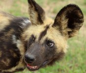 Wild Dogs rsa 6.jpg