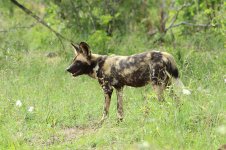 Wild Dogs rsa 8.jpg