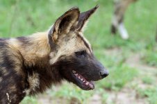 Wild Dogs rsa 5.jpg