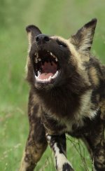 Wild Dogs rsa 4.jpg