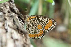 Dark-webbed Ringlet rsa 2.jpg