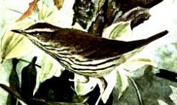 northern waterthrush.jpg