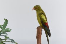 Taxidermy - Parrot.jpg
