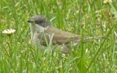 Lesser Whitethroat.jpg