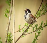 reed bunting (Copy).JPG