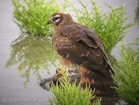 Montagu's Harrier_N7763.jpg