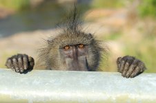 Baboon rsa 1.jpg