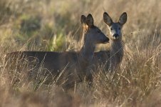 20180222 (9)_Roe_Deer.JPG