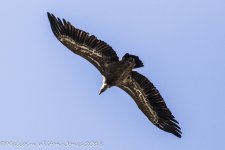 Griffon Vulture, Despenaperros, 28 Oct 17 -0217.jpg