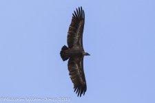 Griffon Vulture, Despenaperros, 28 Oct 17 -0225.jpg