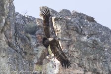 Griffon Vulture, Despenaperros, 28 Oct 17 -0224.jpg