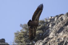 Griffon Vulture, Desp, 27 Oct 17 -0232.jpg