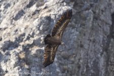 Griffon Vulture, Desp, 27 Oct 17 -0233.jpg