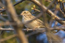 vesper_sparrow1.jpg