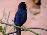 Spotless Starling.jpg