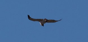 Raptor Tanzania Ngorongoro flying.jpg