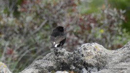 2018.03.16 Black Wheatear.JPG