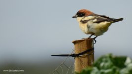 2018.03.16 Woodchat Shrike.JPG