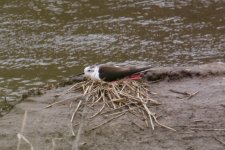 Nesting Black-Winged Stilt.jpg